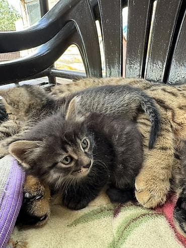 Кошки: Котята от домашней кошки В добрые руки ! Отдадим даром ! Ищем семью ! — 8
