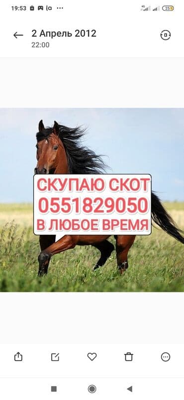 Куплю | Коровы, быки, Лошади, кони, Другие с/х животные | Круглосуточно, Любое состояние, Забитый at lalafo.kg Куплю | Коровы, быки, Лошади, кони, Другие с/х животные | Круглосуточно, Любое состояние, Забитый