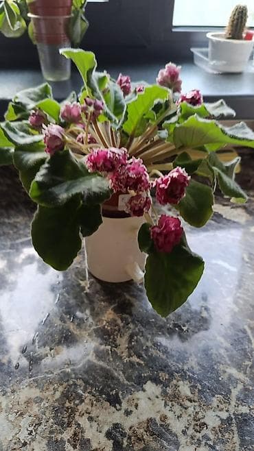 Үй жана бакча: Сортовые фиалки С цветочками по 300с Без цветочков 250с Детки по 150с — 2