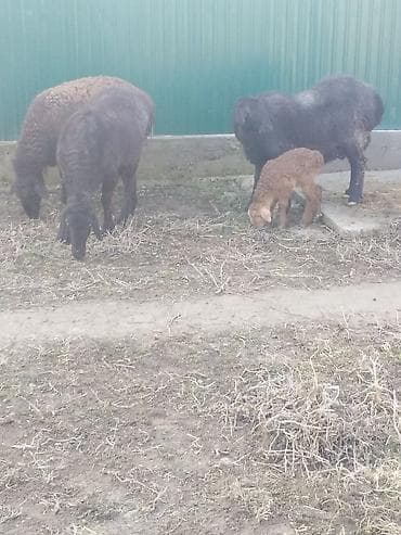 охотничье собаки: Козулу кой,бооз койлор круг сатылат — 6