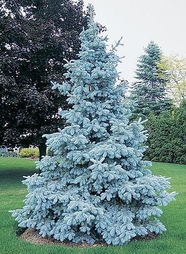 Ель колючая голубая (Picea pungens, Blue Spruce) - Декоративная