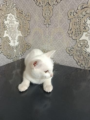 Белый котёнок - Окрас: полностью белый, короткая шерсть, густая и