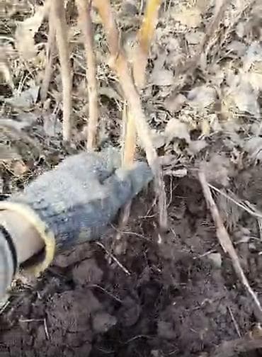 яблоки сорт рашида: Саженцы малины сорта Маравилла. Адаптированные к местному климату — 7