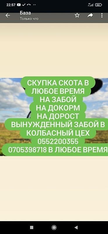 Куплю | Коровы, быки, Лошади, кони, Другие с/х животные | Круглосуточно, Любое состояние, Забитый
