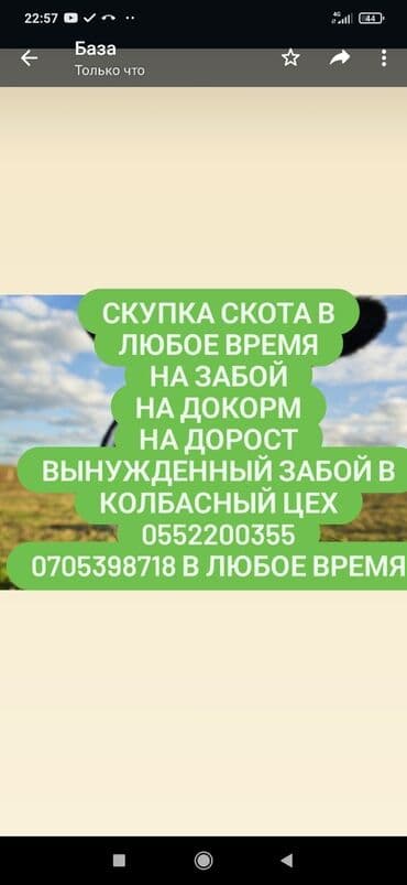 домашние птицы: Куплю | Другие с/х животные, Коровы, быки, Лошади, кони | Забитый, Круглосуточно, Любое состояние — 1