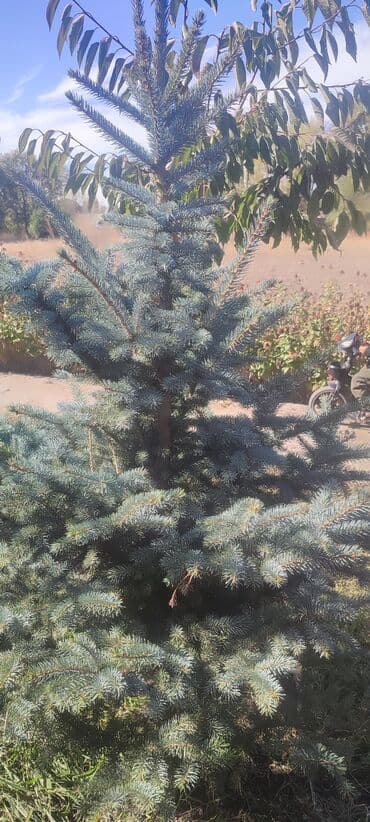 декоративный голубой ель: Саженцы деревьев: Ели — 3