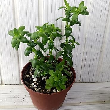 сколько стоят кактусы: Продам красивые ухоженные в отличном грунте Суккуленты Crassula — 2