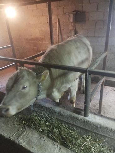 бир: Сатам | Бука (эркек) | Бордоп семиртүү үчүн | Байланган — 3