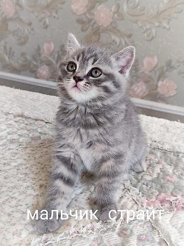 шотландские кошки цена: Продаются чистокровные котята шотландцы: скотиш фолды и скотиш — 2