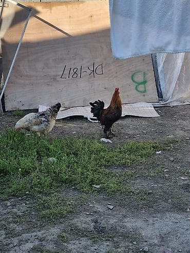 Продаю | Петух | Для разведения