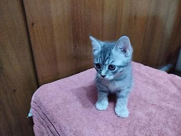 Скотиш Страйт (Шотландская прямоухая), 2 месяца, Девочка, Серый, Приучена к лотку — 4