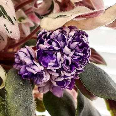 глоксиния: В продаже трейлерные (ампельные и кустовые)фиалки🌺🥀🌺: детки — 8