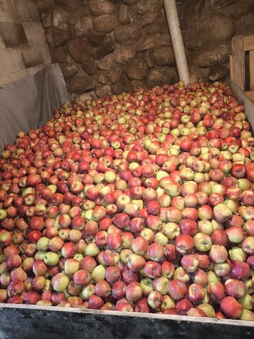 яблоко сочные: Яблоки Оптом — 5