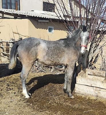 брама чорный: Продаю | Жеребенок | Английская | Для разведения, Конный спорт — 1