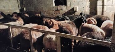 собака бордер колли: Продаю | Баран (самец) | Полукровка | На забой | Осеменитель — 5