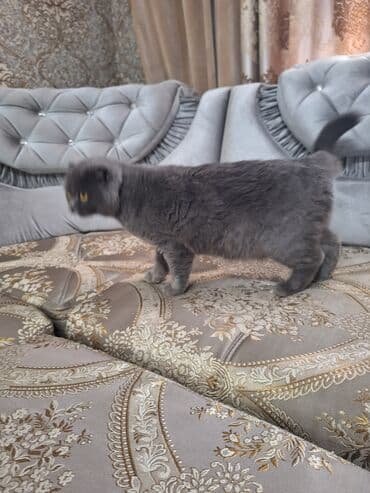 в связи с переездом отдам попугая жако в добрые руки: Шотландская вислоухая кошка (Scottish Fold) Девочка молодая,рожала 1 — 16