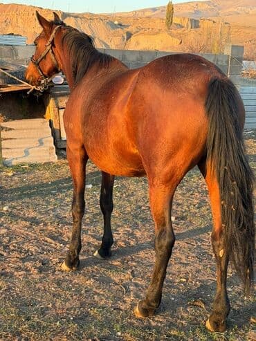 собака для ахоты: Продаю | Кобыла (самка) | Полукровка | Для разведения — 5