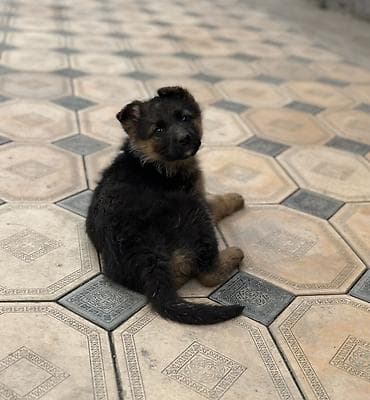 Мышыктар: Щенок, на немецкую овчарку. Девочка Описание: - Окрас: классический — 3