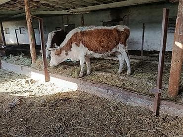 породистый баран: Продаю | Бык (самец) | Полукровка | На откорм | Привязанные — 1