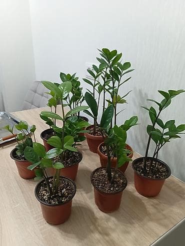 субстрат: Замиокулькас (Zamioculcas zamiifolia) в горшках - Компактные — 3