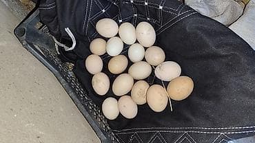 яйцо брамы: Домашние куриные яйца Короз жерси тукумдары сатылат инкубация, Жалал — 3