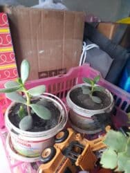 сколько стоят гипсофилы: Продаю алое 300 с и денежное по 50 с за каждый.Пишите на ватцап — 1