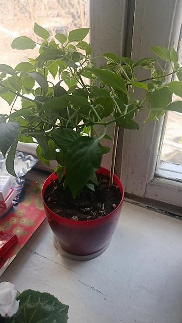 домашние растение: Элегантное домашнее растение с длинными побегами и глянцевыми зелеными — 8