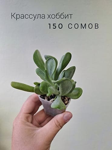 арбузов: 🌿 Комнатные цветы (укоренённые черенки/молодые растения/взрослые — 7