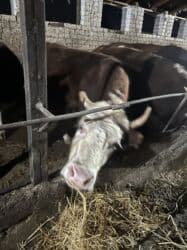 домик для животных: Сатам | Уй (ургаачы) | Симментал | Көбөйтүү үчүн | Асыл тукумдуу — 12