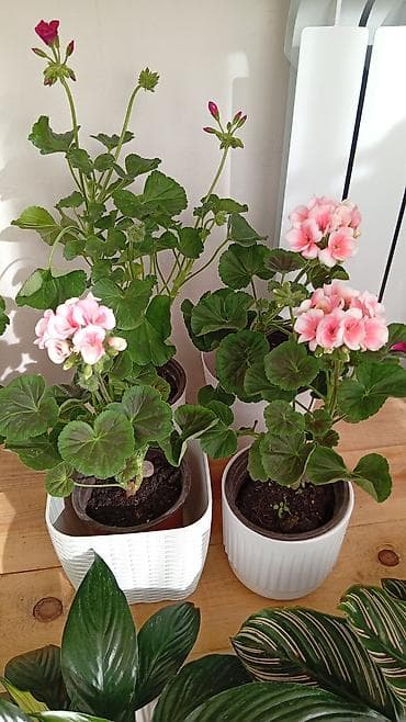 Антуриумы: Комнатные растения в горшках — подборка декоративных видов Доступные — 4