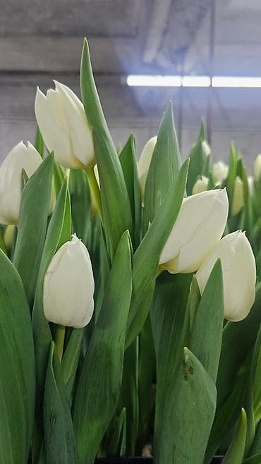 прием яблок в бишкеке: ТЮЛЬПАНЫ ТЮЛЬПАНЫ ТЮЛЬПАНЫ. принимаем заказы на тюльпаны оптом к 8 — 8