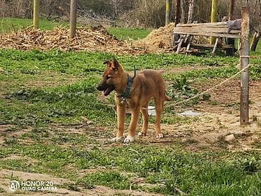 ягдтерьер щенок: Овчарка, 5 месяцев, Самка — 5