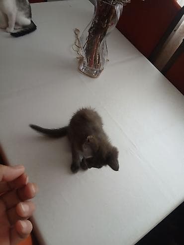 котята сиамской кошки: Сиамская, 2 месяца, Мальчик, Проглистована — 2