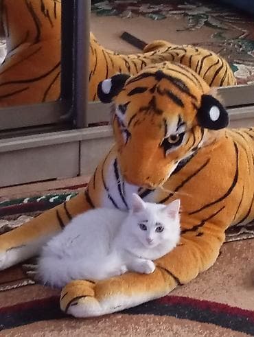 сиямские кошки: 1 месяц, Девочка, Белый — 7