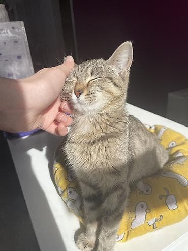 продажа домашних животных: 4 месяца, Девочка, Приучена к лотку, Проглистована — 4