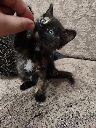 цена померанский шпиц: В добрые руки. г. Токмак. Котёнок трёхцветной (черепаховой) окраски — 3