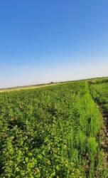 долгосрочная аренда домов арча бешик: 100 соток, Для сельского хозяйства, Красная книга — 8