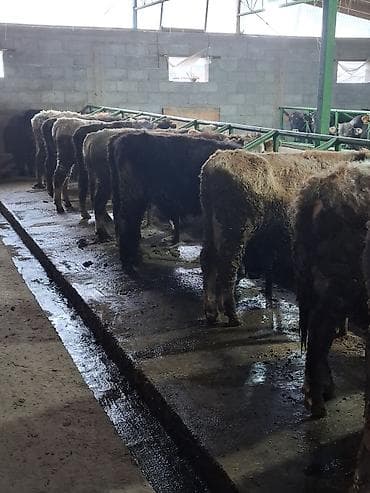 седло спортивная: Продаю | Бык (самец) | Швицкая | Для разведения — 6