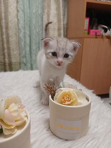 scottish fold: Продаю вислоухих котята. 3.500сом. г Кант. самовывоз — 5