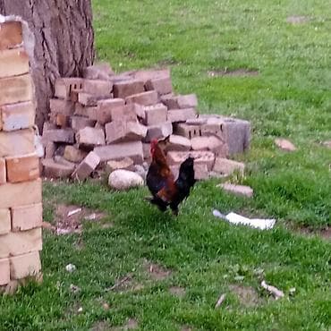 ит нарын: Сатам | Короздор | Көбөйтүү үчүн — 2