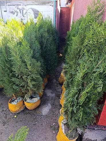 куплю деревья: СРОЧНО ПРОДАЮТСЯ ТУИ❗❗❗ 200 ШТУК❗❗❗ СОРТ КНИЖКА — 2