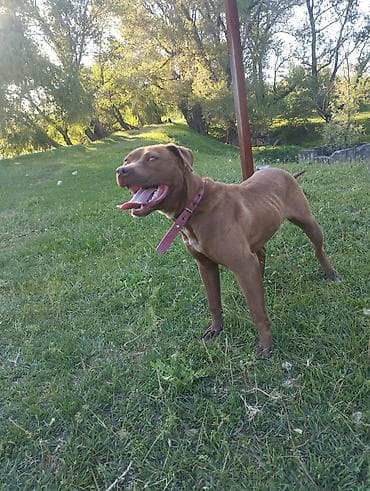 белый питбуль цена: Собака даром: Питбуль, 8 месяцев, Самка — 2