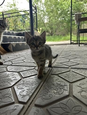 Продажа кошек: Котята, домашние, от кошки-курильский бобтейл. Описание: - Окрас — 6