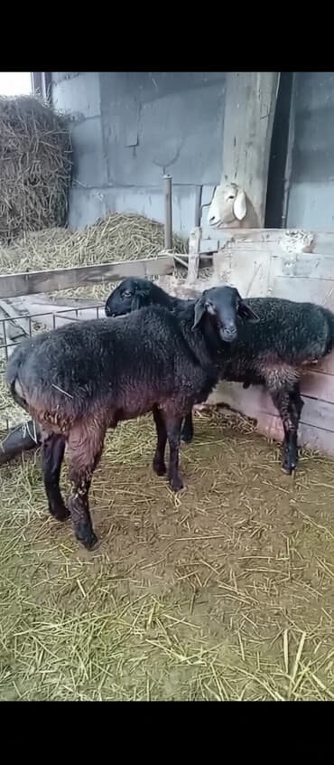 Продаю | Ягненок | Для разведения