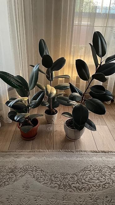 цветы домашняя: Фикус эластика (Ficus elastica, каучуковое дерево) в горшке. - — 3