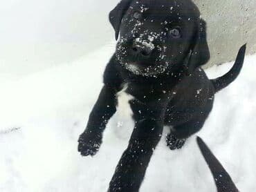 куплю собаку недорого: Лабрадор-ретривер, 2 месяца, Самец, С прививкой, С родословной — 3