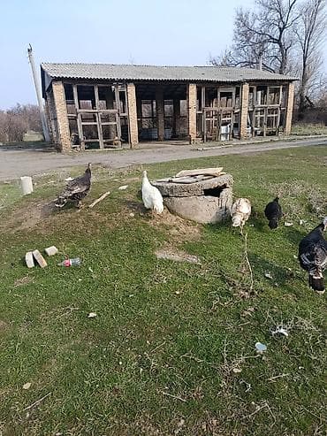 Үй жаныбарлары үчүн товарлар: Сатам | Ургаачы күрп (ургаачы) | Асыл тукумдуу — 1