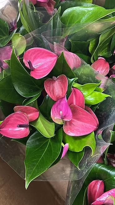 покрывалы: Антуриум (Anthurium) в горшке — эффектное комнатное растение с — 3