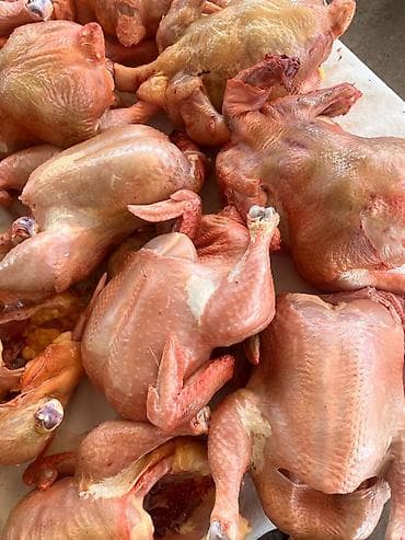вакансии джалал абад: Продаю кур, 1 кг 320 сом, доставка по токмаку, 1 кура 3 кг — 4
