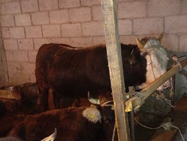 эркек торпоктор сатылат: Сатам | Бука (эркек) | Аргын | Бордоп семиртүү үчүн | Байланган — 3